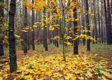 Autumn Background Border B