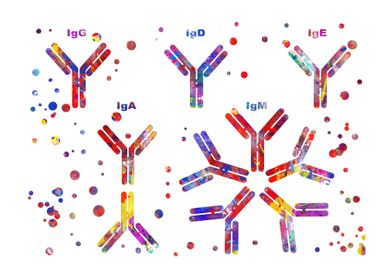 Antibody molecule 