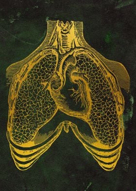 Human heart and lungs 