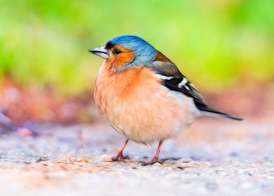 Chaffinch