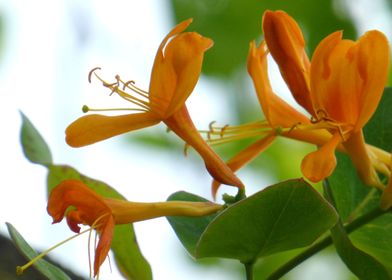 honeysuckle flower