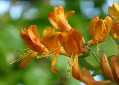 honeysuckle in flower