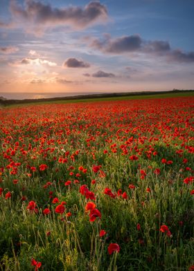 Sunset over Poppies