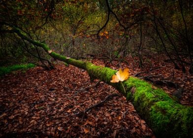 Autumn Landscape Poland Na