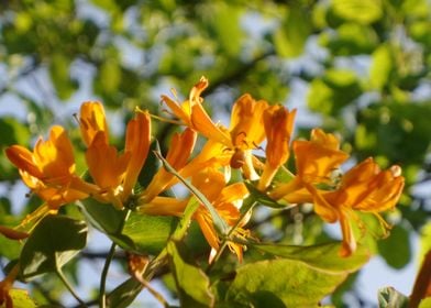 flowering honeysuckle