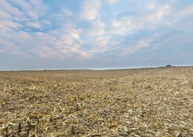 Nature Stubble Ground Fiel