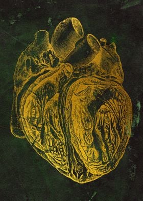 Heart section