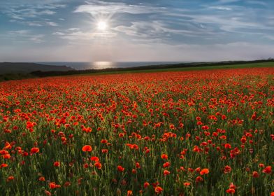 Sun over Poppies