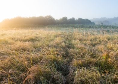 Morning Rural Misty Mist L