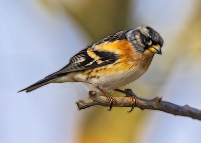 Mountain Finch