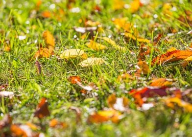 Outdoor Nature Maple Lawn 