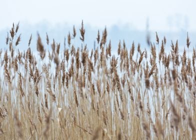 Blue Brown Crops Dry Envir