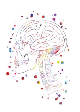 Skull anatomy 