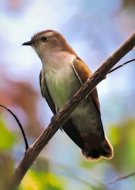 Plaintive Cuckoo