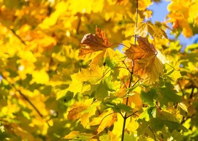 Nature Forest Foliage Oran