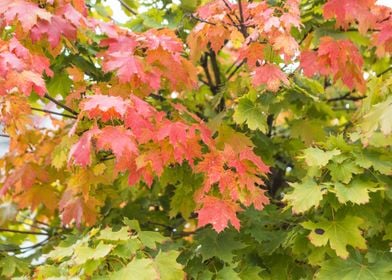 Nature Forest Foliage Oran