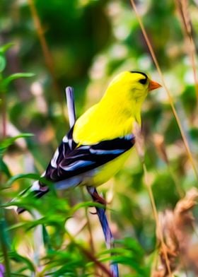 American Goldfinch