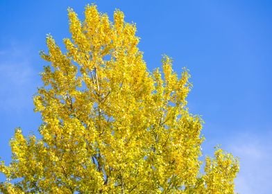 Nature Forest Foliage Oran