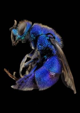 Blue Cuckoo Wasp