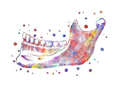 Human mandible 