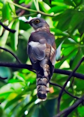 Common Hawk Cuckoo