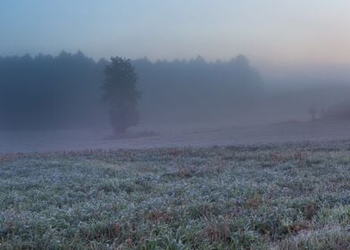 Field Meadow Sunset Outdoo