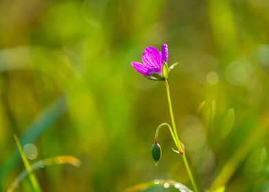 Nature Pink Flower Macro S