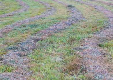 Grass Cut Field Tracks Mea