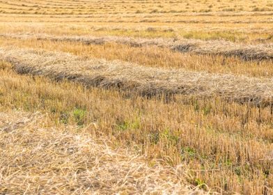 Agriculture Nature Harvest