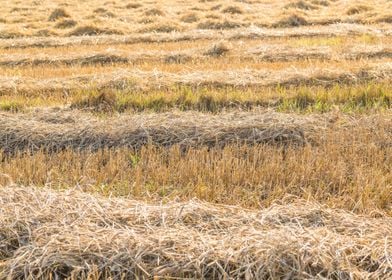 Agriculture Nature Harvest