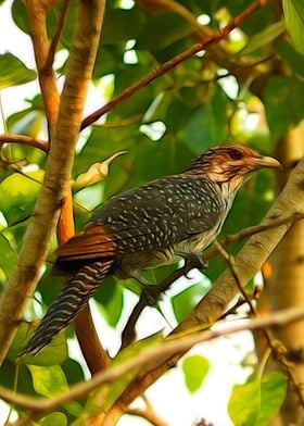 Asian Koel Female