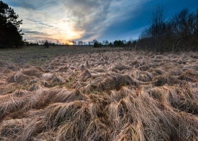 Nature Old Natural Meadow 