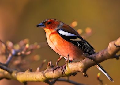 Common Chaffinch