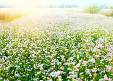 Agriculture Bloom Blossom 