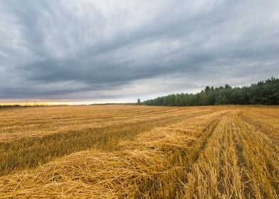 Agriculture Nature Harvest