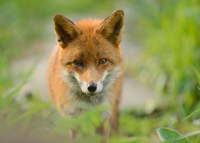 Animal Fox