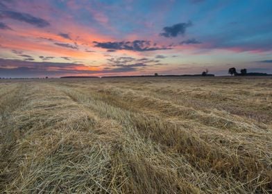 Agriculture Nature Harvest