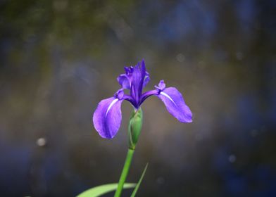 Purple Flower Bushy Park 2