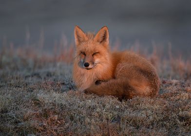 Animal Fox