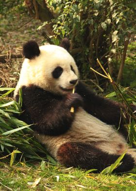 Relaxed panda bear