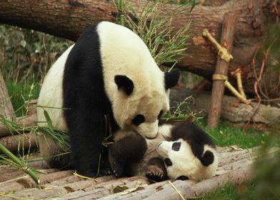 Panda mom playin w her cub