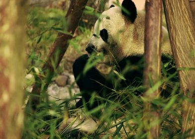 Panda bear eating bamboo