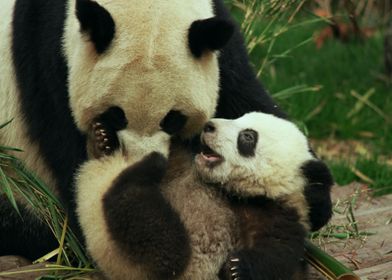 Panda mom and her baby