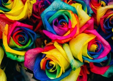 Colorful Roses