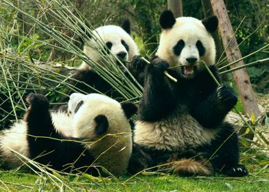 Panda crew chilling