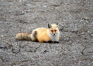 Animal Fox