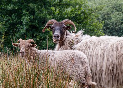 Sheep sticks out tongue