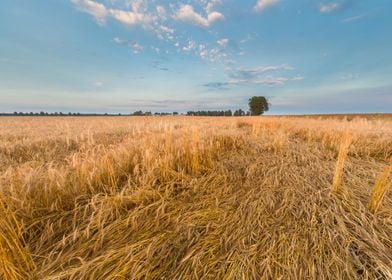 Agriculture Nature Harvest