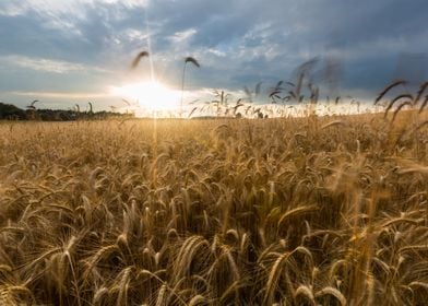 Rye Harvest Growth Grow Se