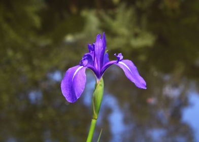 Purple Flower Bushy Park 3